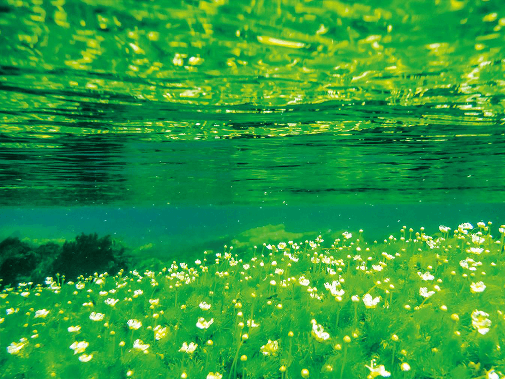 駿東郡清水町柿田川・清水町議会議員 松下なおみ