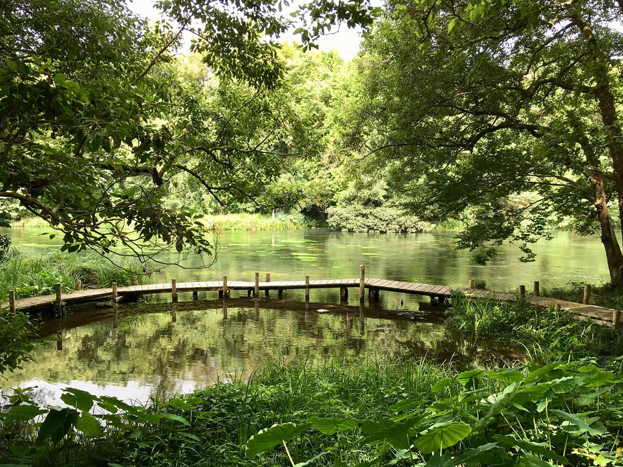 駿東郡清水町柿田川清水小学校教材園・清水町議会議員 松下なおみ