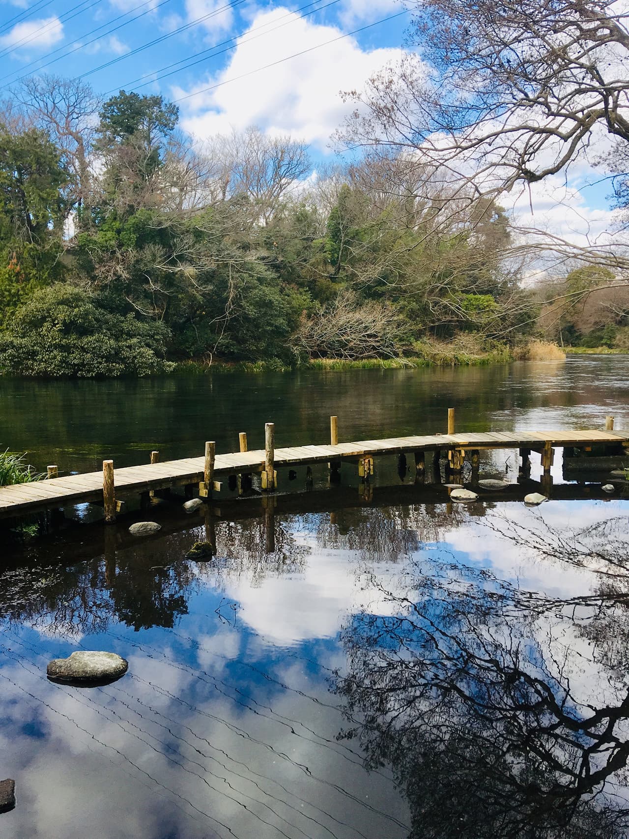 駿東郡清水町柿田川清水小学校教材園・清水町議会議員 松下なおみ